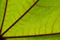 Green and red leaves of Picinus Communis against the blue sky