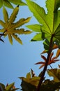 Green and red leaves of Picinus Communis against the blue sky