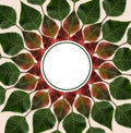 Green and red leaves from poinsettia in a circle Royalty Free Stock Photo