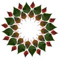 Green and red leaves from poinsettia in a circle Royalty Free Stock Photo