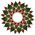 Green and red leaves from poinsettia in a circle Royalty Free Stock Photo