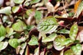 Green and red leaves in the garden