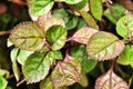 Green and red leaves in the garden