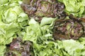 Green and red lettuce display Royalty Free Stock Photo