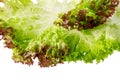 Green and red lettuce salad leaves closeup isolated on white background Royalty Free Stock Photo