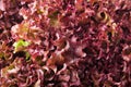Green and red lettuce salad, Lollo Rosso, for backround Royalty Free Stock Photo