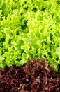 Green and red lettuce salad, Lollo Rosso, for backround Royalty Free Stock Photo