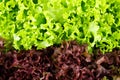 Green and red lettuce salad, Lollo Rosso, for backround Royalty Free Stock Photo