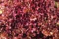 Green and red lettuce salad, Lollo Rosso, for backround Royalty Free Stock Photo