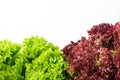 Green and red lettuce salad, Lollo Rosso, for backround Royalty Free Stock Photo