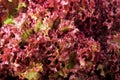 Green and red lettuce salad, Lollo Rosso, for backround Royalty Free Stock Photo