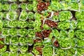 Green and red lettuce salad on a shop display. Healthy eating Royalty Free Stock Photo