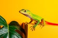 A green lizard sitting on top of a yellow box next to a green plant Royalty Free Stock Photo