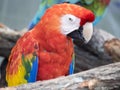 Green and red macaw at Lion Country Safari, Palm Beach