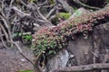 Green and red moss on tree Royalty Free Stock Photo