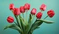 Green red nature blossom tulip spring blooms floral flowers colorful leaf bouquet Royalty Free Stock Photo