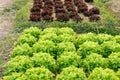 green red oak lettuce plant growing in farm. vegatable plantation  in garden Royalty Free Stock Photo