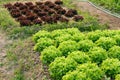 green red oak lettuce plant growing in farm. vegatable plantation  in garden Royalty Free Stock Photo