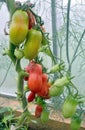 Green and red oblong tomatoes ripen on a branch in a greenhouse Royalty Free Stock Photo