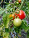 green, red and orange tomatoes in one stalk Royalty Free Stock Photo