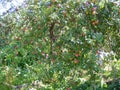 Green and red organic apple sort Aport. Apple tree in summer day