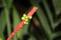 Green and red palm fruit in Monteverde Cloudforest, Costa Rica