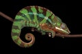 Green and red panther chameleon Furcifer pardalis from Ambilobe, Madagscar, sitting on a branch Royalty Free Stock Photo