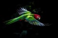 a green and red parrot flying in the air with its wings spread out and wings spread wide open, with a black background behind it Royalty Free Stock Photo