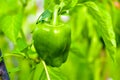 Green and red pepper on a branch in the garden