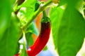 Green and red pepper on a branch in the garden