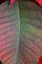 Green and red poinsettia flower leaf macro closeup Royalty Free Stock Photo