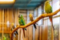 Green and red Psittacidae of macaws parrot family, sitting on a perch