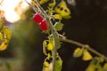Green and red ripe cherry tomatoes on a branch  close up shot against setting sun light Royalty Free Stock Photo