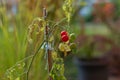 Green and red ripe cherry tomatoes on a vine close up shot sunset light shallow depth of field Royalty Free Stock Photo