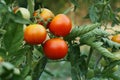 Green and red ripe Tomatoes growing on the branch in the greenhouse in garden. Close-up, side view Royalty Free Stock Photo