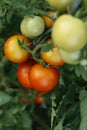 Green and red ripe Tomatoes growing on the branch in the greenhouse in garden. Close-up, side view Royalty Free Stock Photo