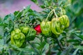 Green and red Scotch Bonnet Peppers in the garden Royalty Free Stock Photo