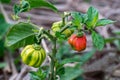 Green and red Scotch Bonnet Peppers