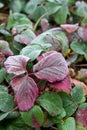 Green red strawberry foliage frozzen.