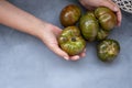 a green-red striped tomato in a woman& x27;s hand. Mock up on grey background, concept a variety of healthy food Royalty Free Stock Photo