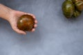 a green-red striped tomato in a woman& x27;s hand. Mock up on grey background, concept a variety of healthy food Royalty Free Stock Photo