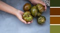 a green-red striped tomato in a woman& x27;s hand. Mock up on grey background, concept a variety of healthy food Royalty Free Stock Photo