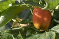 Green red sweet pepper grows in the field. Harvest of organic vegetables on eco-friendly agriculture land and farming