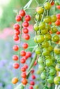 Green and red tomato plant in vegetable garden Royalty Free Stock Photo