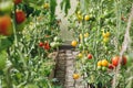 Green and red tomatoes in greenhouse or vegetable garden