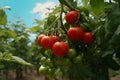 Green and red tomatoes hanging from tree. AI Generated