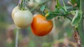 Green and red tomatoes in tomato field, red and green tomatoes hanging on plant in greenhouse Royalty Free Stock Photo