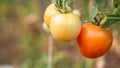 Green and red tomatoes in tomato field, red and green tomatoes hanging on plant in greenhouse Royalty Free Stock Photo