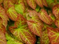 Green and red variegated epimedium leaves Royalty Free Stock Photo