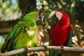 Green and red winged macaws Royalty Free Stock Photo